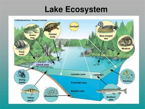 Lake Ecosystem Ecology A Global Perspective Reader
